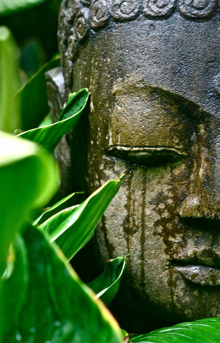 L'auto-compassion en pleine conscience : 8 semaines d'entrainement en groupe du 3/11 au 22/12/25.