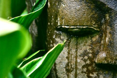 L'auto-compassion en pleine conscience : 8 semaines d'entrainement en groupe du 3/11 au 22/12/25.